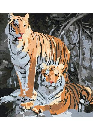 Картины по номерам «дикие тигры» bs52793 (48x60 см l)