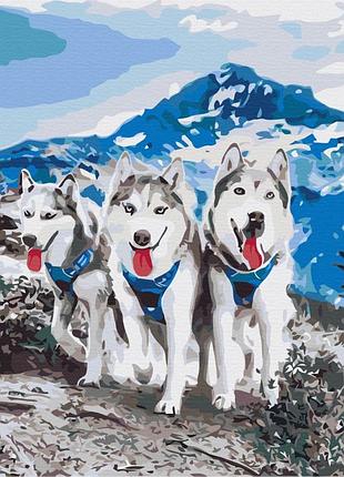 Картины по номерам «друзья хаски» bs52389 (48x60 см l)