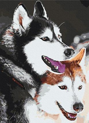 Картина за номерами "хаскі" bs28714 (48x60 см l)