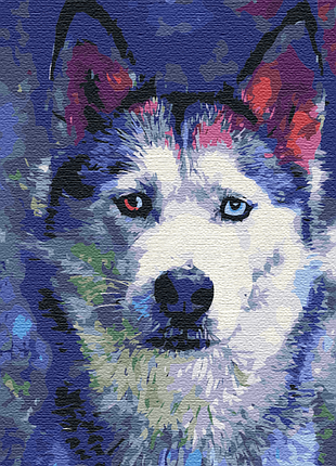 Картина за номерами "погляд хаскі" bs51460 (40x50 см)