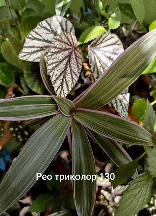 Строманта ,антуріуми 10