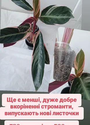 Стройанта триостар триколор розовые растения