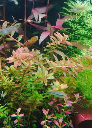 Ротала оранж джус / rotala rotundifolia orange juice