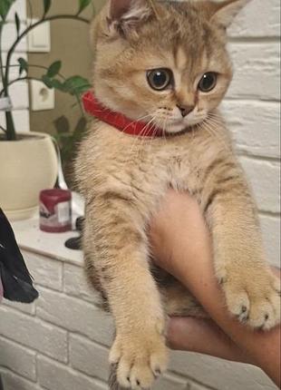 Британская короткошерстная золотая шиншилла