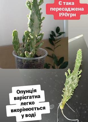 Опунция вариегатный суккуленты