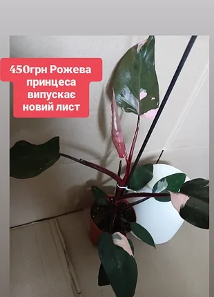 Филодендрон розовая принцесса адаптированное растение