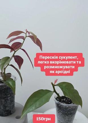 Перескид суккулент лиана розовые растения