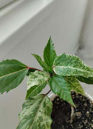 Гибискус купера. вариогатный. 6
