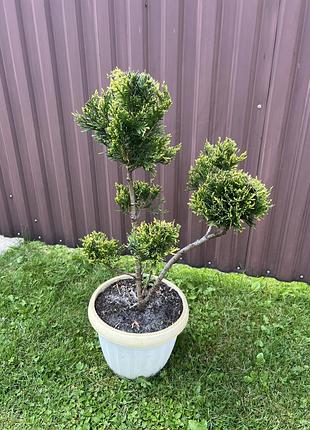 Заготовки ниваки бонсай туя складчатая корник (thuja plicata kornik)