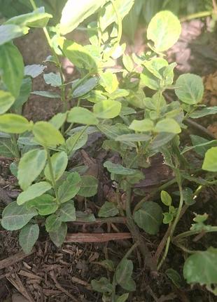 Продам бересклет форчуна, emerald gold