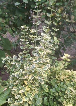 Продам бересклет форчуна, emerald gold 4