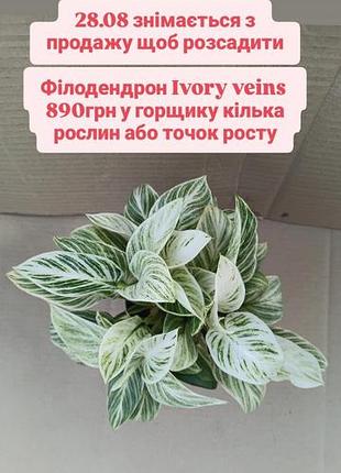 Филодендрон ivory veins очень похож на биркина