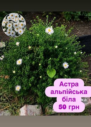 Астра альпійська біла