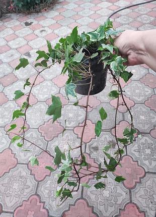 Плющ сортовой  зелёно голубой  с белым 2