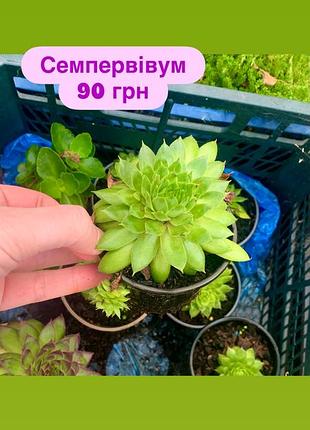 Семпервівум