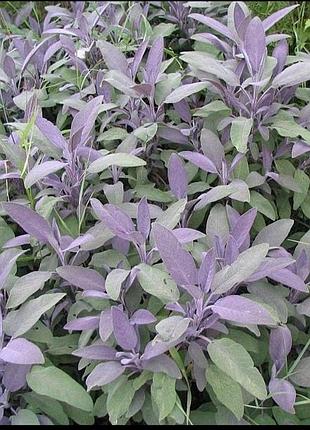 Шавлія лікарська 'purpurascens'