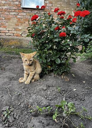 Отдаю котика