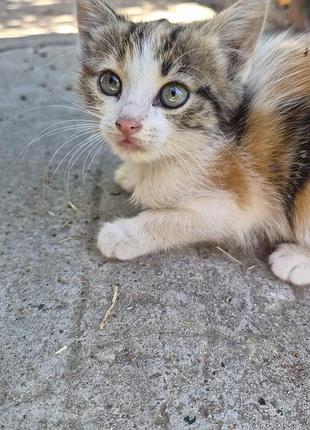 Кошечка місячна безоплатно