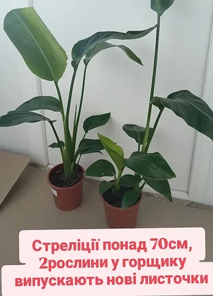 Стрелиция николай нецветучие более 70см, два растения в горшке