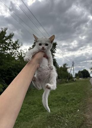 Отдаю кошечку