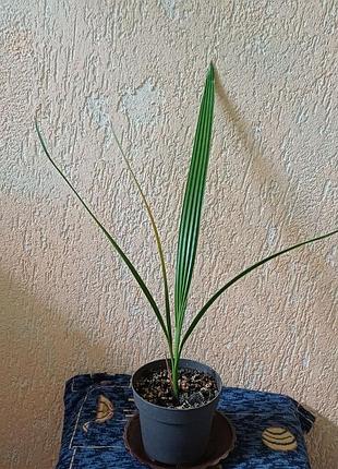 Пальма фінік канарський phoenix canariensis 2