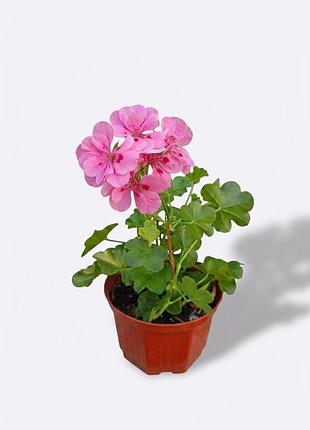 Пеларгония ампельная, калачик, герань pelargonium peltatum, комнатный цветок
