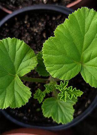Пеларгония королевская pelargonium peltatum большецветочная, калачик, герань