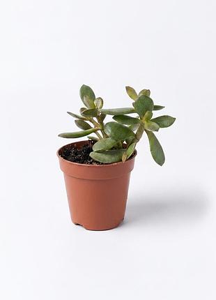 Адроміскус adromischus schuldtianus, сукулент, товстянка, адроміскус шульдіанус