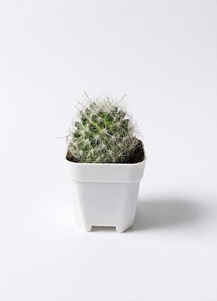 Кактус пушистый mammillaria bocasana маммилярия бокасана, комнатное растение
