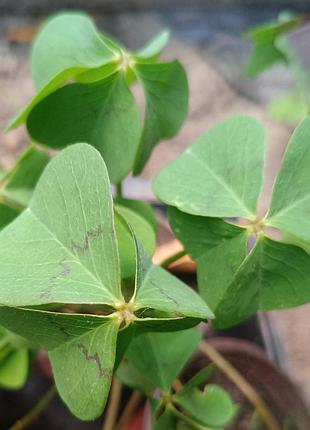 Оксалис, oxalis deppei iron cross, кислица четырехлистная, кислица деппа, квасеница, клевер счастья