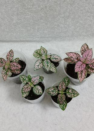 Рожевий гіпоестес (hypoestes) — укорінені живці / молоді рослини