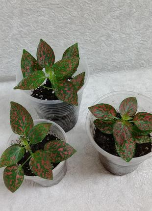 Красный гипоэстес (hypoestes) - укорененные живцы / молодые растения