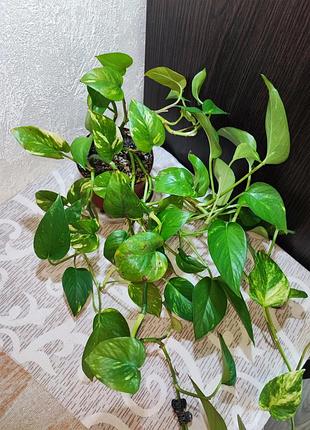 Епіпремнум ауреум (epipremnum aureum) 2