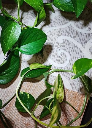 Епіпремнум ауреум (epipremnum aureum) 3