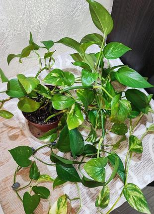 Епіпремнум ауреум (epipremnum aureum) 4
