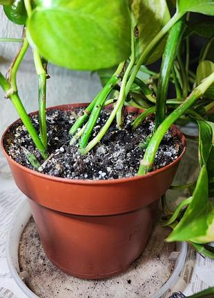 Епіпремнум ауреум (epipremnum aureum) 5