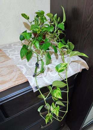 Епіпремнум ауреум (epipremnum aureum)
