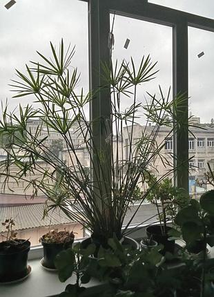 Циперус комнатный