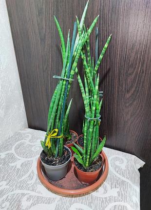 Сансевієрія діжитаріум (sansevieria digitorum)