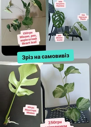 От 50грн свежий срез на самовывиз, монстера мини-ма эпипремнумы гавайский, марбл квин ауреум эскулето миканс рио индонезия марбл