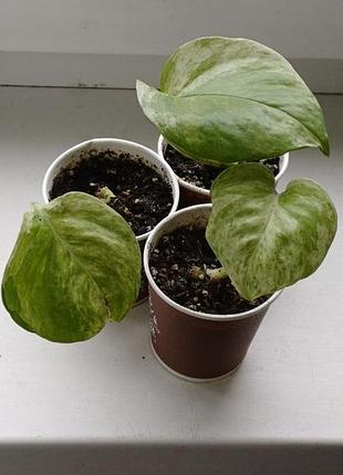 Растение эпипремнум хэппи лиф (epipremnum happy leaf) 3