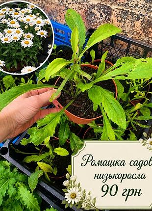 Ромашка садова низькоросла 🌺