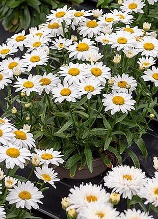 Ромашка садова низькоросла 🌺 2