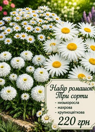 Набір ромашок - три сорти