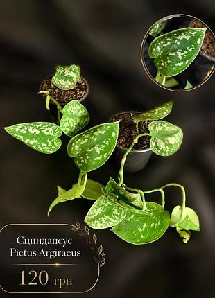Сциндапсус pictus argiraeus