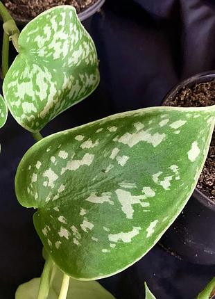 Сциндапсус pictus argiraeus 3