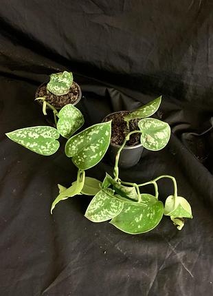 Сциндапсус pictus argiraeus 2