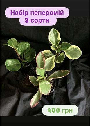 Набір варієгатних пеперомій 3 сорти