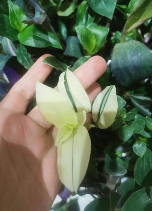 Традесканция приречная сорт йеллоу хилл (tradescantia fluminensis 'yellow hill')