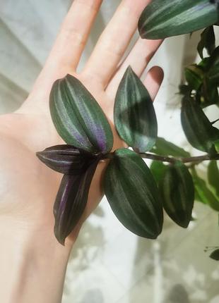 Традесканция полосатая (tradescantia zebrina), зебрина